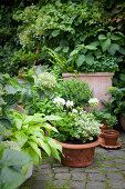 Various foliage plants, some in terracotta pots on paved area in garden