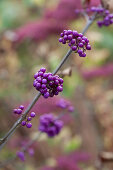 Branch of purple Callicarpa berries