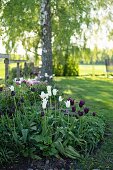 weiße und dunkelviolette Tulpen in sonnigen Garten ('White Triumphator' und 'Königin der Nacht')