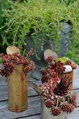 Rotbraun verfärbte Sempervivum eingepflanzt in rostigen Konservendosen, auf Gartentisch im Freien