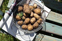 Harvested potatoes in wire basket