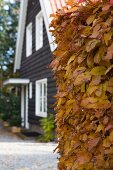 Beech hedge with yellow autumn leaved in front of dark wooden house with white window frames