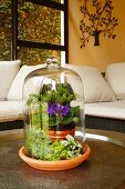 Miniature garden under glass cover on table in living area