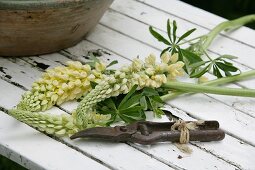 White lupins and rusty secateurs on white wooden table