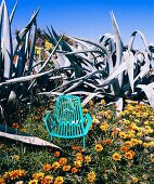 Türkisblauer Outdoor-Armlehnstuhl vor Wüstenblumen und Agaven