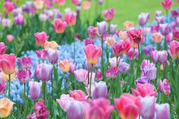 Tulpenbeete mit pastellfarbenen Tulpen (Keukenhof, Niederlande)