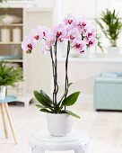 Blühende Orchidee der Sorte Phalaenopsis Cyrene als Zimmerpflanze