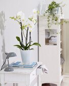 Weiß blühende Orchidee als Zimmerpflanze auf Wandtischchen