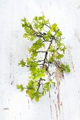 Branch of hawthorn with delicate spring leaves on surface with peeling white paint