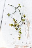 Branch of cherry blossom buds on wooden surface with peeling white paint