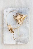 Dried amaryllis flowers on old lithographic stone
