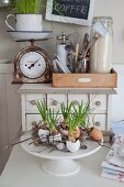 Grape hyacinths planted in egg shells decorating Easter table, antique kitchen scales and vintage utensils on top of chest of drawers