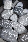 Pebbles hand-painted with plant names