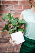 Woman holding aubergine plant planted in large tin can