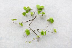 Beech twig with young leaves on pale surface