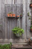 Plant pots in wire basket on board wall of courtyard