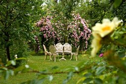 Antique-style table and chairs in front of luxuriantly flowering rose bush in garden
