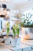 Drei weiß bemalte Blumentöpfe mit Hyazinthen, im Hintergrund die Küche