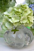 Glass vase of white hydrangeas (close-up)