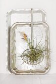 Flowering tillandsia in old mesh spoon hanging on silver trays