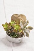 Small arrangement of Crassula and Sempervivum in gravel in an empty fish can