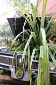 Plants planted under bonnet of vintage car