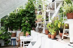 Potted flowering plants and vegetables in light-flooded greenhouse with climber-covered gable-end wall