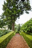 Low, clipped hedges lining gravel path in landscaped garden