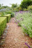 Gravel path next to clipped hedge in flowering garden