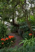 Geschwungener Pflasterweg mit blühenden Clivien in subtropischem Garten