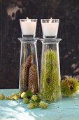 Pine cones and chestnuts in display glasses
