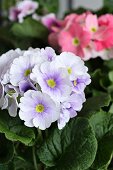 German primroses of different colours (close-up)