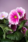 Pink German primrose (close-up)