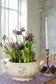 Snake's head fritillaries and grape hyacinths planted in soup tureen