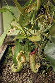 Kannenpflanze (Nepenthes)