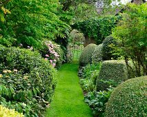 Clipped box bushes and narrow lawn path leading to wrought iron gate in landscaped garden