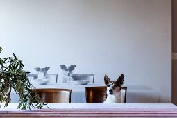 Dog sitting on dining chair at table in front of photo mural of dogs