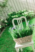 Purple-flowering plants in square planter on vintage chair in summer garden