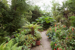 Garden path leading between herbaceous borders; ferns, flowering plants and palm trees in summer garden