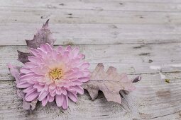 Pink chrysanthemum and oak leaf on rustic wooden surface