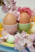 Frühstückseier in pastellfarbenen Eierbechern und Kirschblüten auf österlich dekoriertem Teller