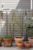 Olive trees planted in terracotta pots below gardening utensils hung on pale grey wooden wall