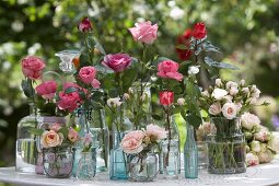 Various roses in collection of different vases