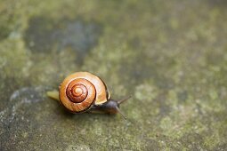 Snail with yellow and brown spiral shell on stone