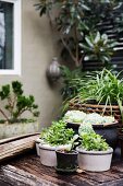 Succulents in planters on vintage wooden base in front of house wall