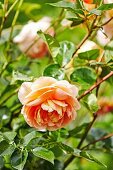Apricot-colored rose blossom; 'Lady of Shallot, David Austin Rose'