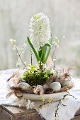 weiße Hyazinthe auf einem Teller mit Moos, Blütenzweigen, Eiern und Federn