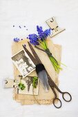 Still-life arrangement of vintage scissors, vintage family photos and grape hyacinths on stack of old papers