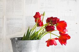 Rote Tulpen in einem Zinkeimer, mit bedrucktem Papier tapezierte Wand