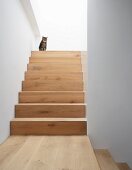 Cat sitting on landing of wooden staircase
